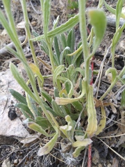 Pseudognaphalium thermale