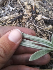 Pseudognaphalium thermale