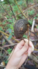 Apiomorpha variabilis