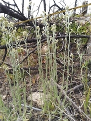 Pseudognaphalium thermale