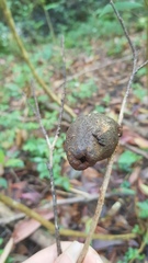 Apiomorpha variabilis