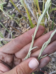 Pseudognaphalium thermale