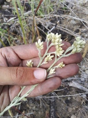 Pseudognaphalium thermale