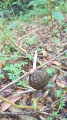 Apiomorpha variabilis