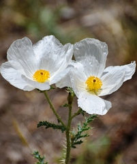 Argemone pleiacantha