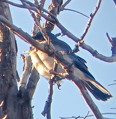 Aphelocoma wollweberi