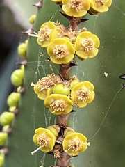 Euphorbia canariensis