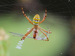 Argiope picta