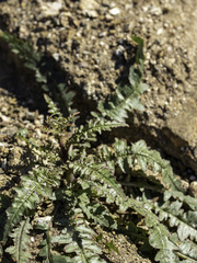 Eulobus californicus