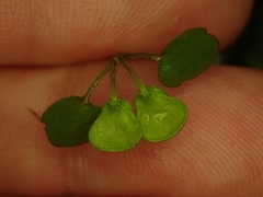 Scutellaria novae-zelandiae