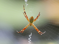 Argiope picta