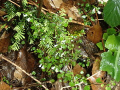 Scutellaria novae-zelandiae