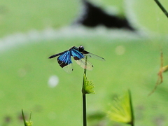Rhyothemis resplendens