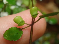 Scutellaria novae-zelandiae