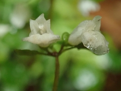Scutellaria novae-zelandiae
