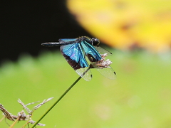 Rhyothemis resplendens