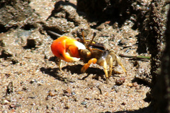 Tubuca coarctata