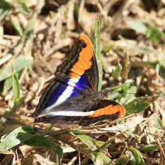 Doxocopa laure laure