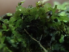 Riccardia chamedryfolia