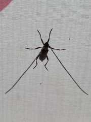 Didymocantha obliqua