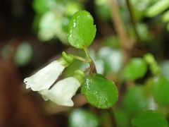 Scutellaria novae-zelandiae