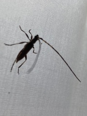 Didymocantha obliqua