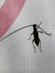 Didymocantha obliqua