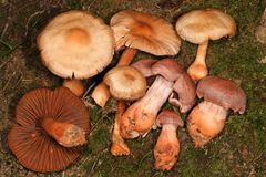 Cortinarius rubripes