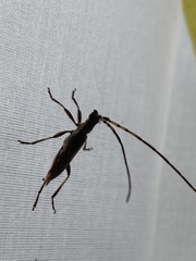 Didymocantha obliqua