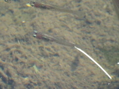 Cnesterodon decemmaculatus