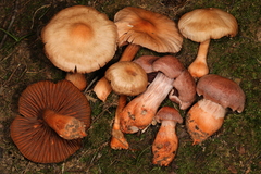 Cortinarius rubripes