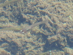 Cnesterodon decemmaculatus