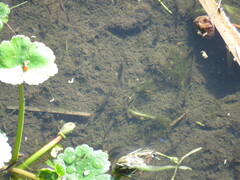 Cnesterodon decemmaculatus