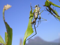 Macynia labiata