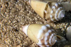 Conus dorreensis
