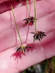 Schoenus imberbis