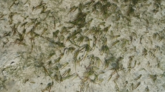 Zostera