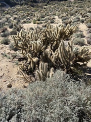 Cylindropuntia wolfii