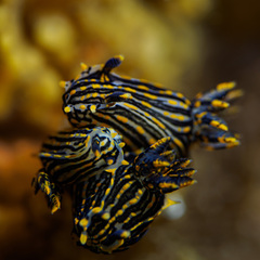 Polycera atra