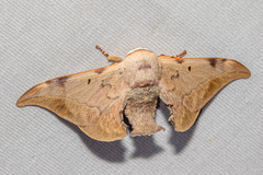 Mustilizans hepatica