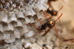 Polistes humilis humilis