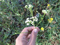 Baccharis punctulata