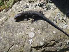 Ninurta coeruleopunctatus