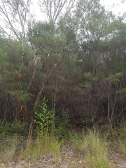 Papilio aegeus aegeus