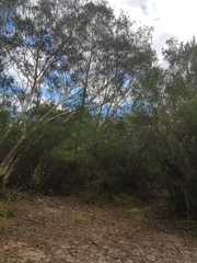 Papilio aegeus aegeus