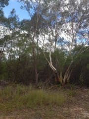 Papilio aegeus aegeus