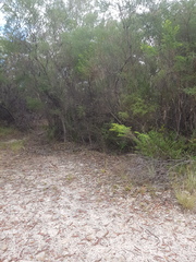 Papilio aegeus aegeus