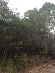 Papilio aegeus aegeus