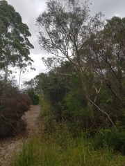 Papilio aegeus aegeus