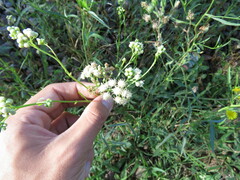 Baccharis punctulata